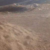 قاز|حیوانات مزرعه|وراوی, |دیوار