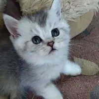 واگذاری گربه چشم آبی|گربه|سمنان, |دیوار