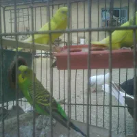 پرنده مرغ عشق.قناری دم زرده