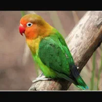 طوطی برزیلی