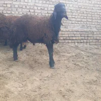 بره