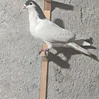 جفت خال عروسک شقه|پرنده|گلبهار, شهر جدید گلبهار|دیوار