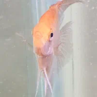 ماهی|ماهی|گلبهار, شهر جدید گلبهار|دیوار