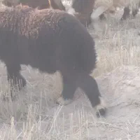 بره