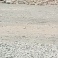 زمین تجاری فروشی در گشت