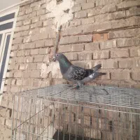 کبوتر پلاکی نر معاوضه هم دارم با  نر رنگی