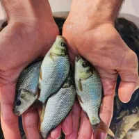 بچه ماهی ،کپور ،آمور،فیتواک،بیگهد
