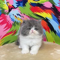 بچه گربه ی انیمیشنی