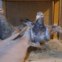 کبوتر رنگی‌ و هفترنگ|پرنده|ضیاء آباد, |دیوار