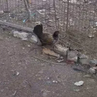 مرغ لری اصل