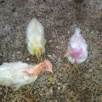 جوجه مرغ