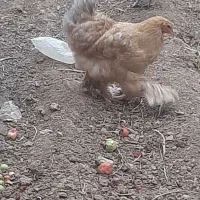 فروش مرغ خروس|حیوانات مزرعه|لاران, |دیوار