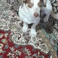 سگ پاکوتاه اشپیتز آلمانی|سگ|مشهد, نوده|دیوار