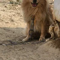 توله پامر خرسی