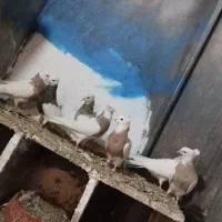 کبوتر طوقی|پرنده|دینور, |دیوار