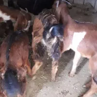 گوسفند نرمتوسط