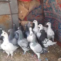 ۲۵تا‌کفتر ‌جفت‌۶۰۰