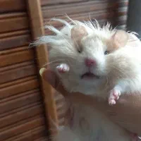 همستر خونگی فقط ۹۰ هزار تومن