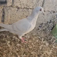 ابری گرفتنی