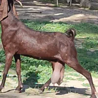 بز کامری پر شیر بدون کهره موقعیت جیرفت