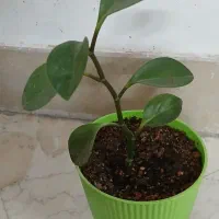 گل قاشقی