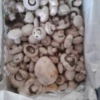 فروش قارچ درجه ۲