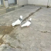 نر الماسی و ماده شکلاتی درجه یک