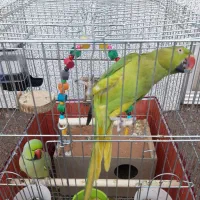 فروشی|پرنده|یزدان شهر, |دیوار