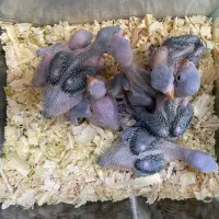 تعدادی جوجه طوطی ملنگو سرلاکی حلقه پا