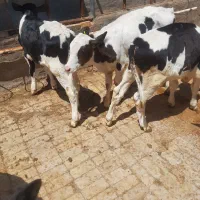 گوساله قطع شیر