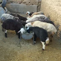 میش بره۶عدد(بره ها نر)|حیوانات مزرعه|بروجرد, |دیوار