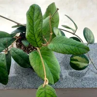 گل هویا|گل و گیاه طبیعی|رشت, کوی طالقانی|دیوار