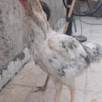 مرغ و خروس لاری طوسی|حیوانات مزرعه|قیامدشت - خاورشهر, |دیوار