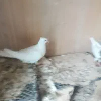 دو عدد کبوتر نر یه دوکت یه سفید دره شهر|پرنده|دره شهر, |دیوار