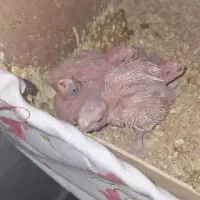 عروس هلندی آلبینو مولد|پرنده|سیراف, |دیوار