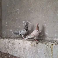 هفرنگ خطی|پرنده|تهران, جوادیه|دیوار