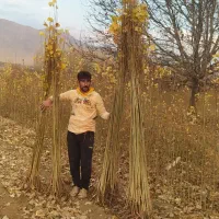 صنوبر ترکیه ای اصل صنوبر دلتوییدس نهاوند