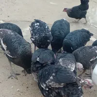 8عدد بوقلمون نر و ماده 1ملیون 300صد