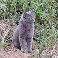 واگذاری گربه به دلیل مهاجرت