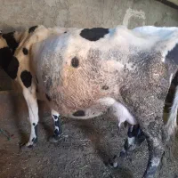 گاو هلشتاین با گوساله