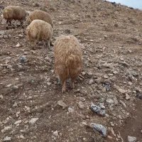 بره پروار گوسفند،کاور|حیوانات مزرعه|حمیل, |دیوار