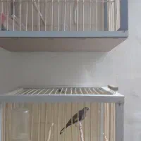 قفس جوبی  سهره|لوازم جانبی حیوانات|اردبیل, |دیوار