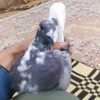 دم سفید پلاکی