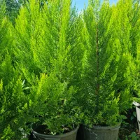 کاج لاوسون|گل و گیاه طبیعی|نوشهر, |دیوار