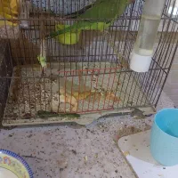 عروس هلندی البینو|پرنده|خرمشهر, |دیوار