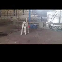 فروش سگ|سگ|گلبهار, شهر جدید گلبهار|دیوار