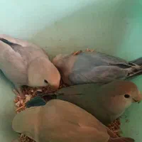 کنوله سرلاکی