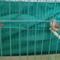 فنچ انگلیسی