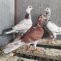 سه تا جوجه نر