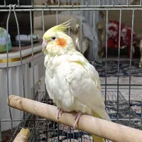 عروس هلندی لوتینو چشم شرابی ماده|پرنده|فردیس, شهرک ۱۱۰|دیوار